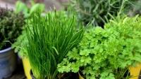 bylinky herbs-6203568 1280